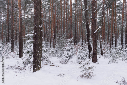 Sosnowy las w śnieżny, zimowy dzień. 