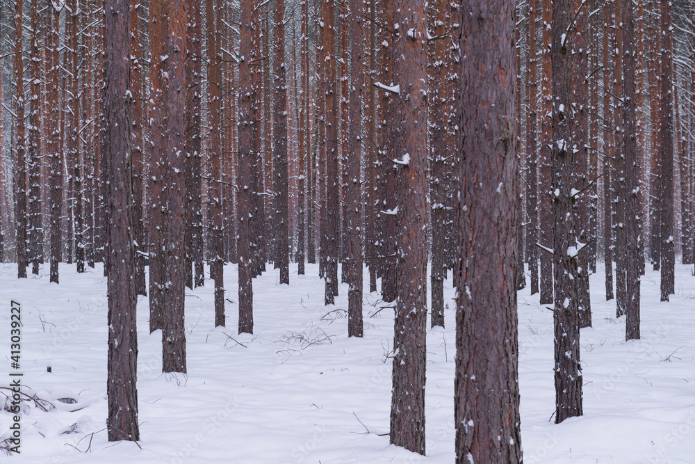 Naklejka premium Sosnowy las w śnieżny, zimowy dzień. 