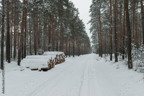 Sosnowy las w śnieżny, zimowy dzień. 