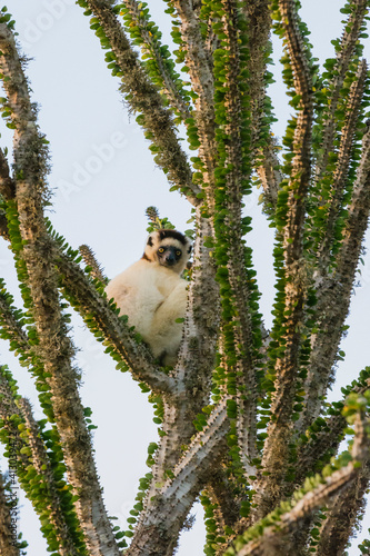 Madagascar, Berenty, Berenty Reserve. Verreaux's sifaka in a Alluaudia procera tree. photo