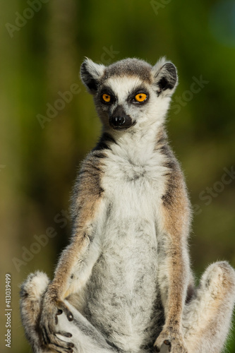 Madagascar, Berenty, Berenty Reserve. Ring-tailed lemur.