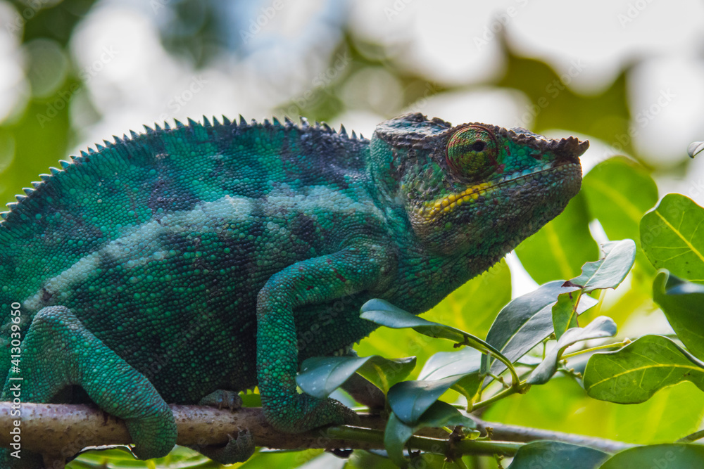 Obraz premium Madagascar, Marozevo. Peyrieras Reptile Farm, panther chameleon.