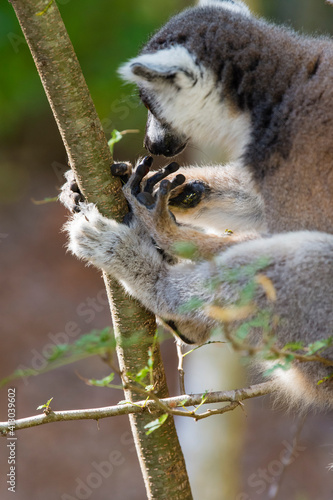 Madagascar, Berenty, Berenty Reserve. Ring-tailed lemur licking sap off its fingers.