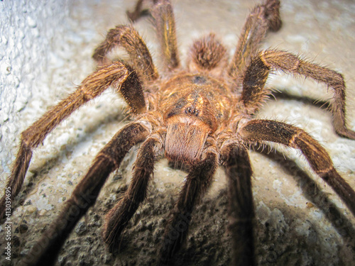 Une énorme araignée dans la maison du village de Chambas, Cuba