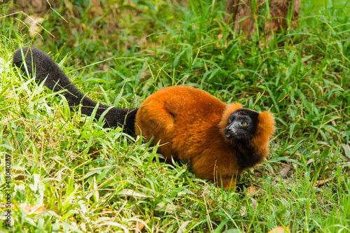 Madagascar, Andasibe, Vakona Lodge, Lemur Island. Red ruffed lemur (Varecia rubra) on the ground. photo