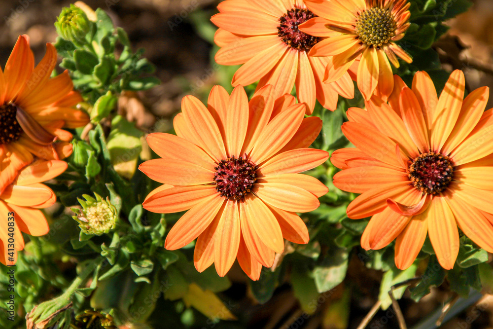 Dimophorteca Aurantiaca flowers in the garden Dimophorteca Aurantiaca flowers in the garden