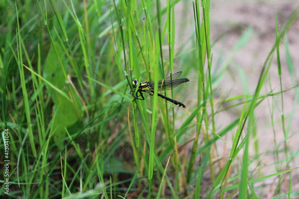 dragonfly on a leaf dragonfly on a leaf