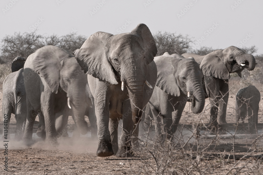 Etosha National park, Namibia. Africa. A herd of Bush Elephants.