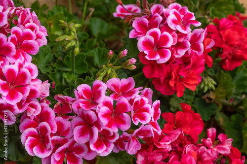 Fototapeta Naklejka Na Ścianę i Meble -  Pink and red geranium with many beautiful flowers. beautiful flowers