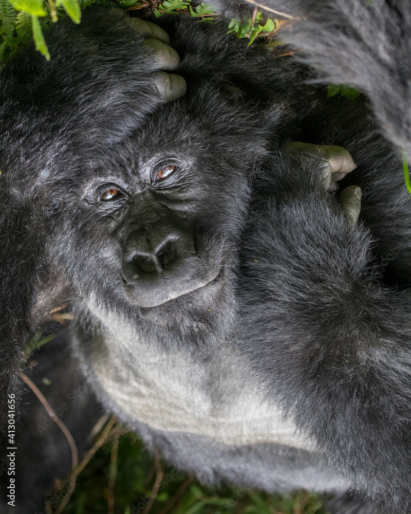 Φωτογραφία Africa, Rwanda, Volcanoes National Park, Portrait of adult male Mountain Gorilla