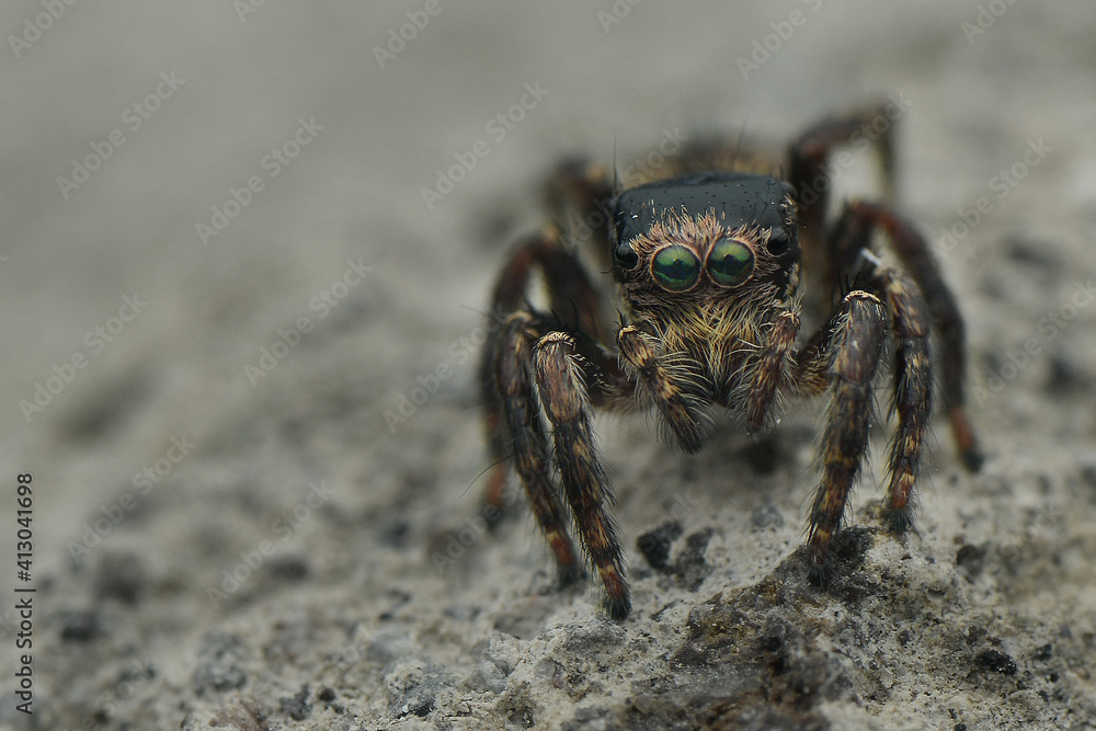 Jumping Spider in Nature