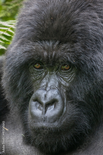 Africa, Rwanda, Volcanoes National Park, Close-up portrait of adult male Mountain Gorilla (Gorilla beringei beringei) in rainforest in Virunga Mountains