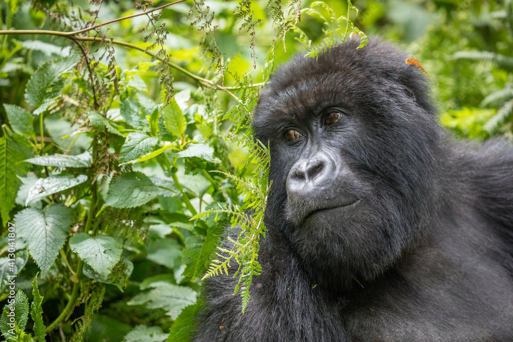 Africa, Rwanda, Volcanoes National Park, Portrait of Mountain Gorilla (Gorilla beringei beringei) resting in rainforest in Virunga Mountains Africa, Rwanda, Volcanoes National Park, Portrait of Mountain Gorilla (Gorilla beringei beringei) resting in rainforest in Virunga Mountains
