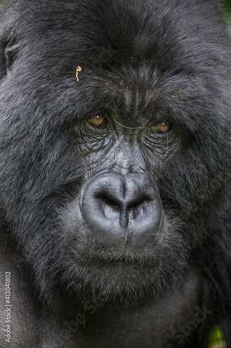 Africa, Rwanda, Volcanoes National Park, Portrait of Mountain Gorilla Silverback Male (Gorilla beringei beringei) resting in rainforest in Virunga Mountains