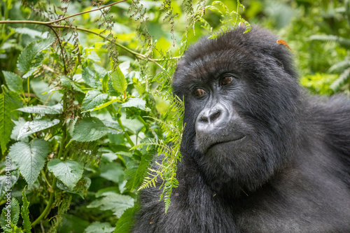 Africa, Rwanda, Volcanoes National Park, Portrait of Mountain Gorilla (Gorilla beringei beringei) resting in rainforest in Virunga Mountains © Danita Delimont