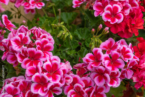 Fototapeta Naklejka Na Ścianę i Meble -  Pink and red geranium with many beautiful flowers. beautiful flowers