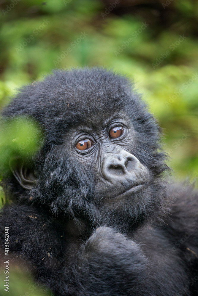 Africa, Rwanda, Volcanoes National Park, Portrait of Baby Mountain Gorilla (Gorilla beringei beringei) resting in rainforest in Virunga Mountains Africa, Rwanda, Volcanoes National Park, Portrait of Baby Mountain Gorilla (Gorilla beringei beringei) resting in rainforest in Virunga Mountains