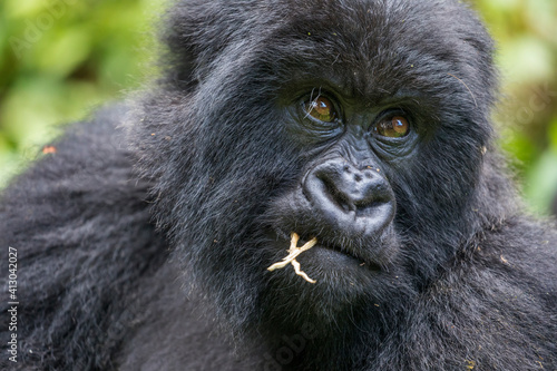 Africa, Rwanda, Volcanoes National Park, Portrait of Mountain Gorilla (Gorilla beringei beringei) resting rainforest in Virunga Mountains © Danita Delimont
