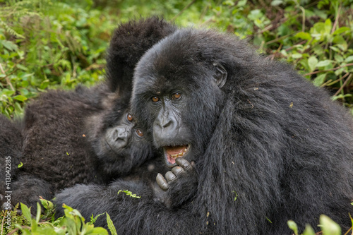 Africa  Rwanda  Volcanoes National Park  Mountain Gorillas  Gorilla beringei beringei  resting and wrestling in rainforest in Virunga Mountains
