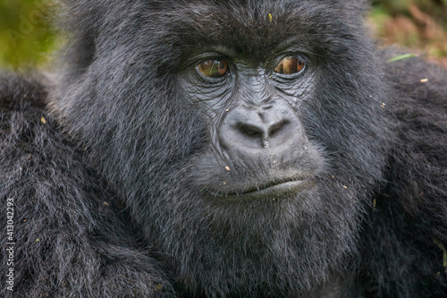 Africa, Rwanda, Volcanoes National Park, Close-up portrait of Mountain Gorilla (Gorilla beringei beringei) in rainforest in Virunga Mountains © Danita Delimont