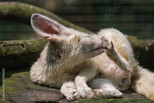 Fennec Fox grooming itself whist sitting on the tree stump photo