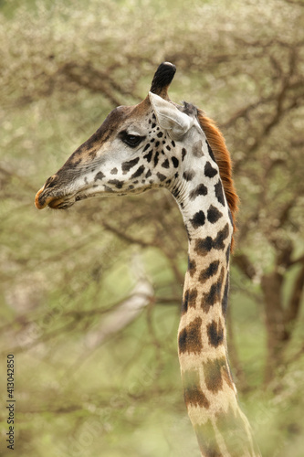 Masai Giraffe, Serengeti National Park, Tanzania, Africa.