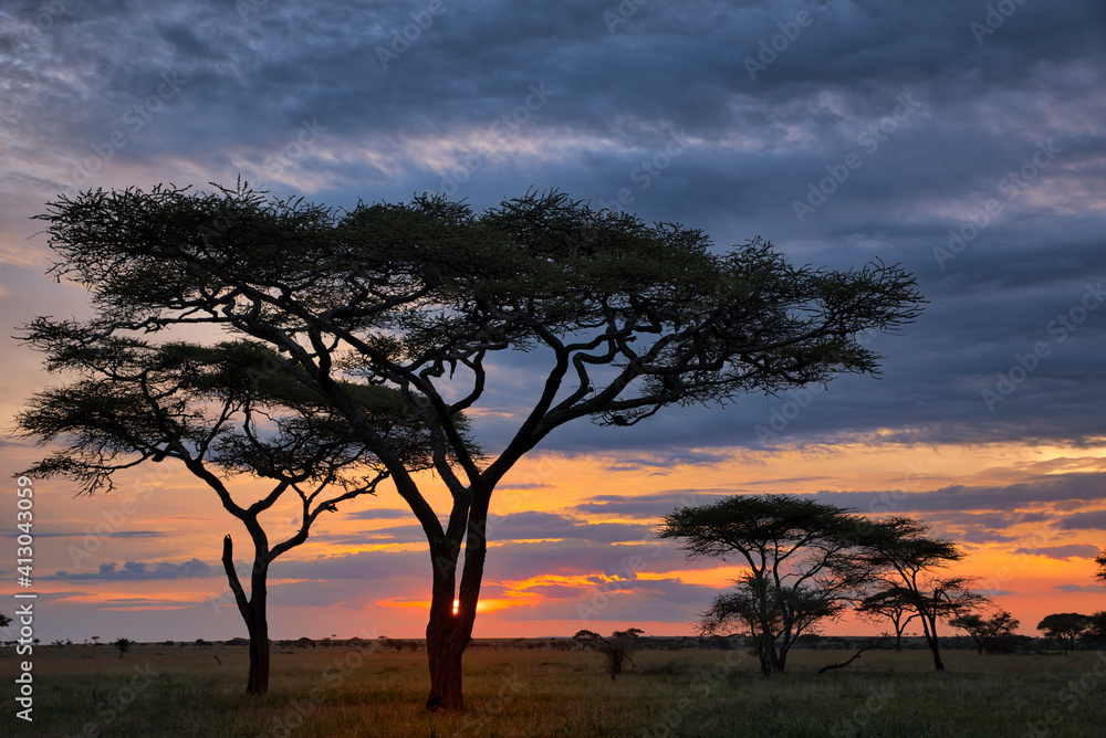 Sunset and silhouetted trees, Serengeti National Park, Tanzania.