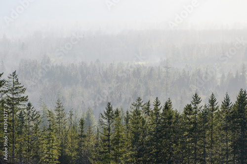 Misty valley behind fir trees offers a mysterious view of the Upper Snoqualmie Valley area surrounding North Bend in east King County Washington