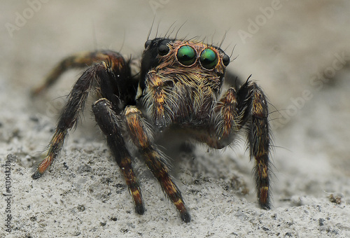 Jumping Spider in Nature