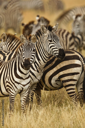 Fototapeta Naklejka Na Ścianę i Meble -  Burchell's zebra, Serengeti National Park, Tanzania, Africa.