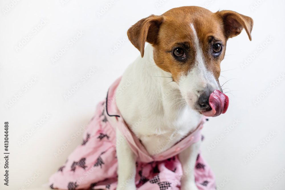 Jack Russell Terrier in a pink dress licks his lips, horizontal
