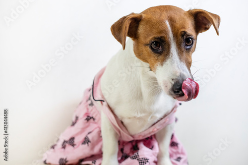 Jack Russell Terrier in a pink dress licks his lips, horizontal © Nataliia Makarovska