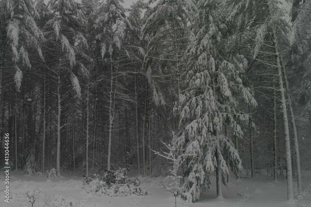 Fototapeta premium Snow Covered Forest