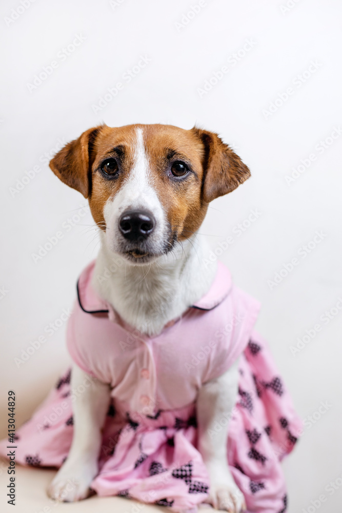 jack russell terrier in pink dress makes a wish for his birthday