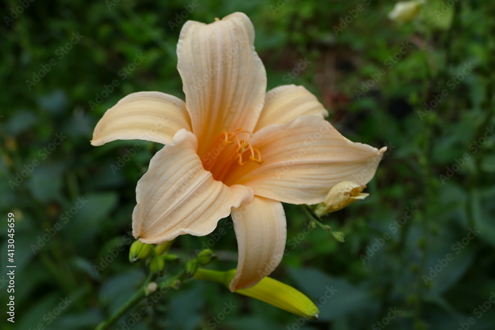 Fototapeta premium Daylily