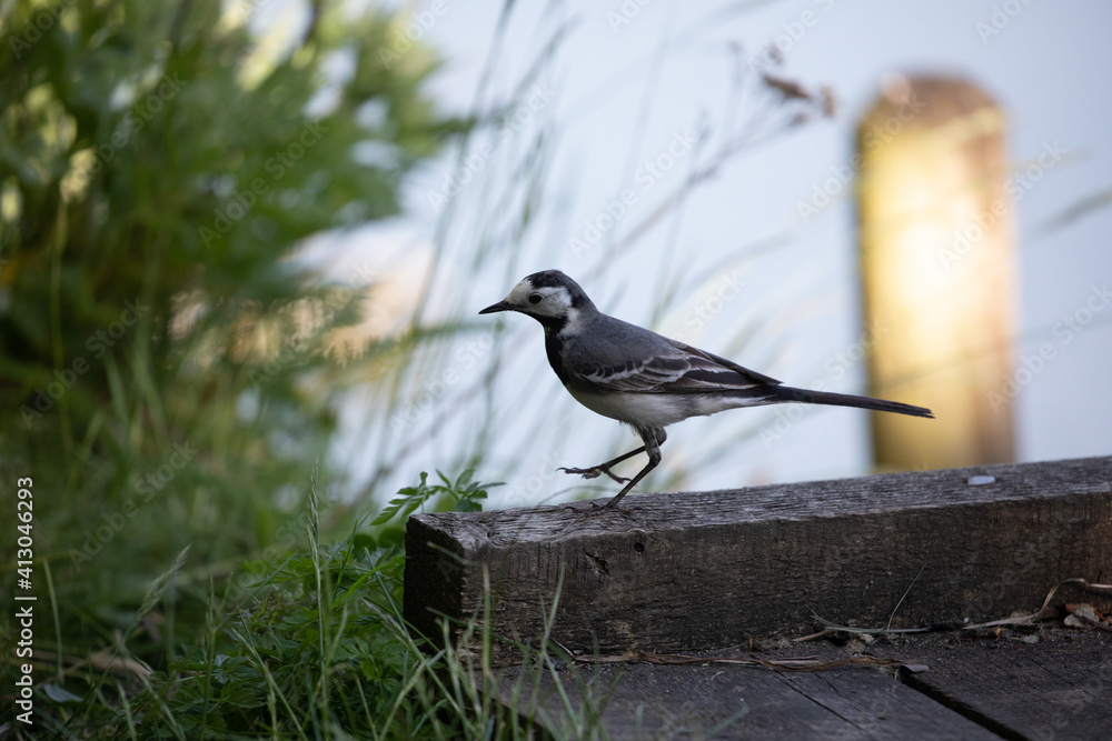 Obraz premium Pied Wagtail