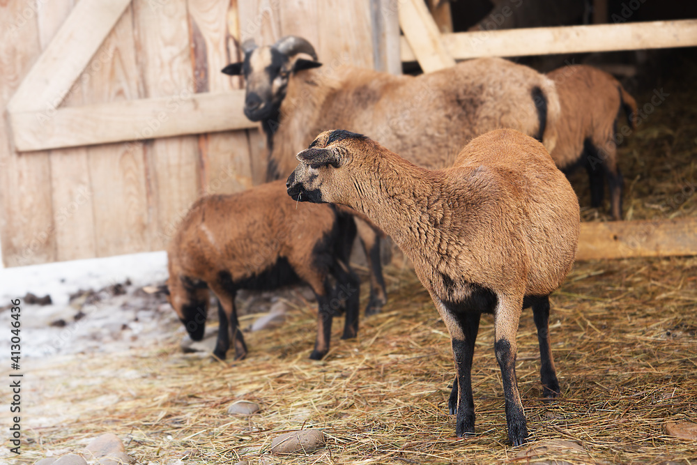 Beautiful sheeps and ram with horns are walking in the flock on the farm. Livestock raising. Beautiful sheeps and ram with horns are walking in the flock on the farm. Livestock raising.