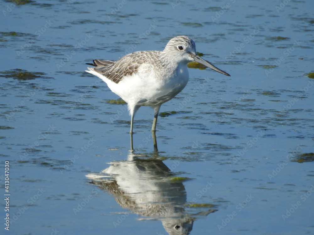 Greenshank (Tringa nebularia) Greenshank (Tringa nebularia)