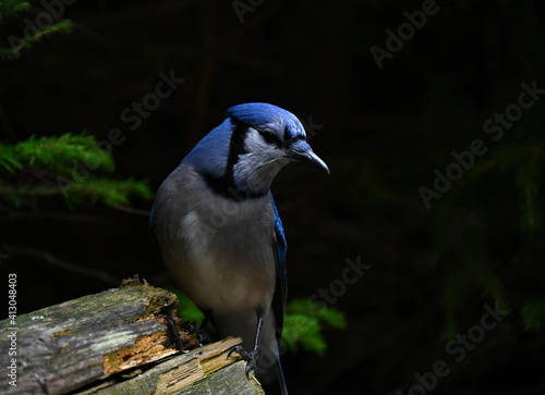 Valokuva Blue Jay