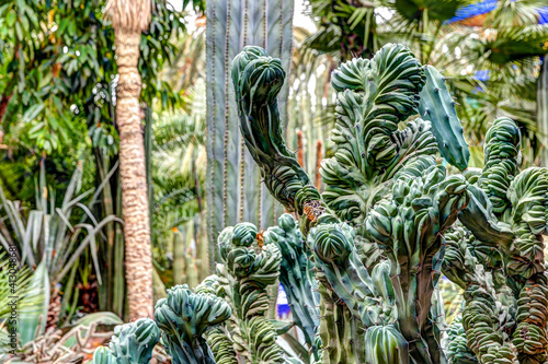 Fototapeta Naklejka Na Ścianę i Meble -  Plants in the lush gardens of Jardin Marjorelle in Marrakech