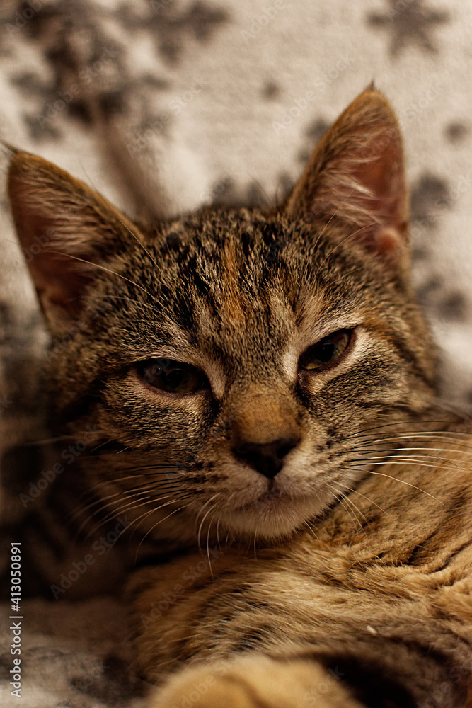 portrait of a cute gray 3-4 month old kitten