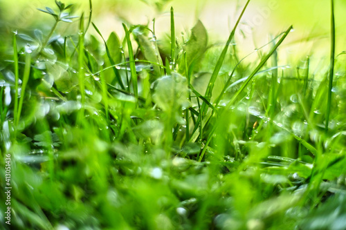 Green grass with water drops. Rain on the sunlit leaves.