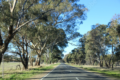Tree lined road