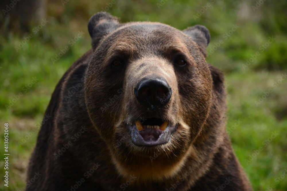 Fototapeta premium brown bear portrait