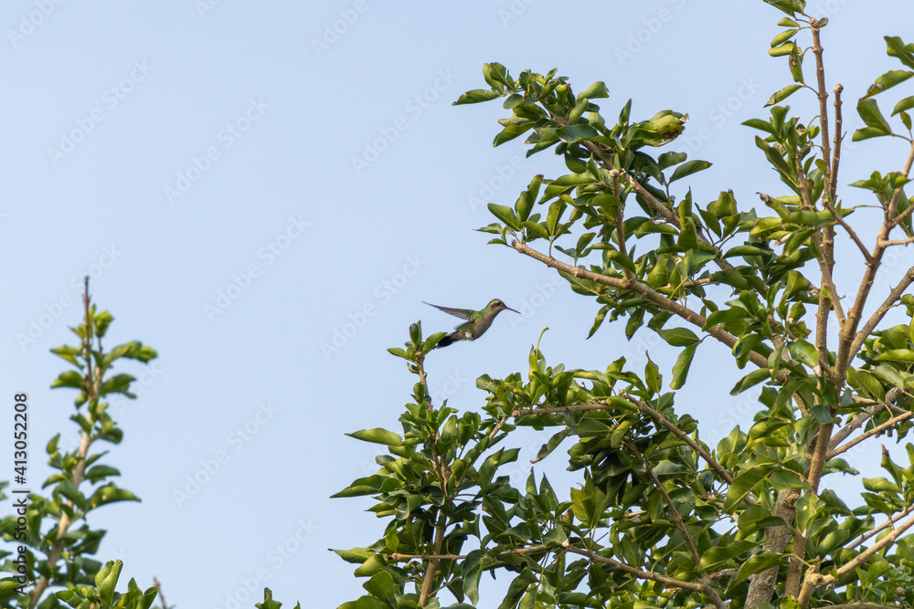 Colibrí volando por ramas verdes de un árbol Colibrí volando por ramas verdes de un árbol