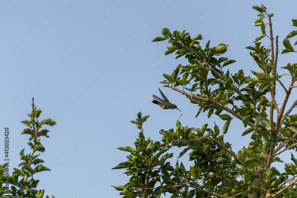 Colibrí volando por ramas verdes de un árbol Colibrí volando por ramas verdes de un árbol