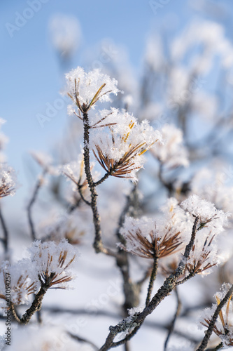 Close up of pine branches covered with hoarfrost, frost crystals and snow at sunny winter day over blue sky. 