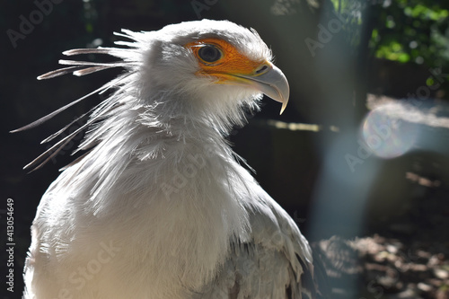 Close up of a bird
