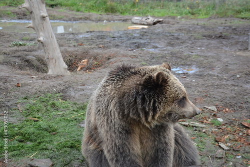 brown bear portrait