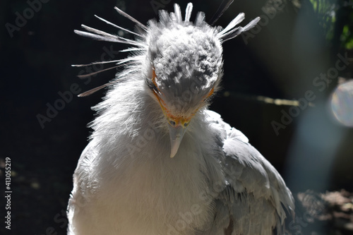 close up of a bird
